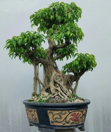 Ficus benjamina tree