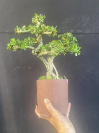 Antidesma acidum mini tree