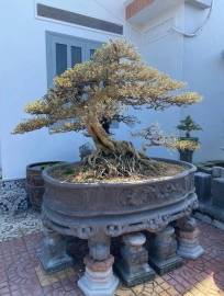 Vietnamese blue bell mature tree