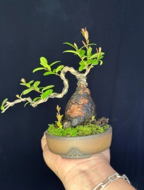 Scopolia nana mini tree 