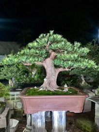 Buddhist pine tree (Podocarpus chinensis)