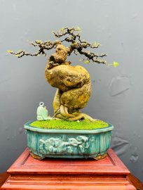 Bougainvillea bonsai tree