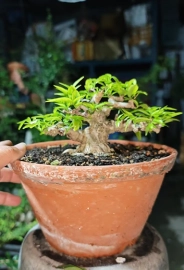 Vietnamese water jasmine mini tree