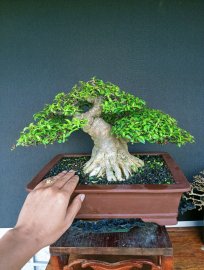 Vietnamese water jasmine bonsai tree