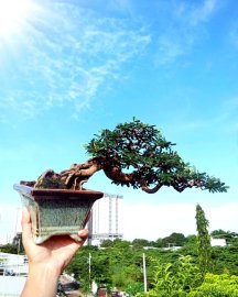 Vietnamese blue bell tree