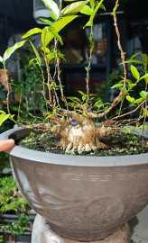 Vietnamese water jasmine sumo tree