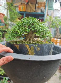 Vietnamese water jasmine mini tree