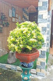 Yellow Ixora full flowers