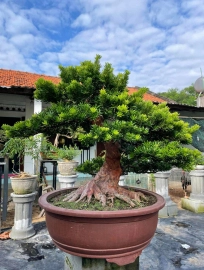 Podocarpus chinensis tree