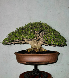 Vietnamese water jasmine bonsai tree