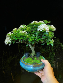 White ixora tree