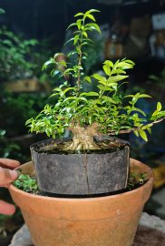 Vietnamese water jasmine mini tree