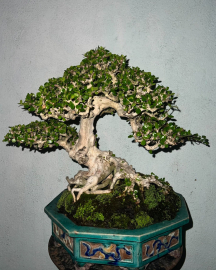 Antidesma acidum bonsai tree