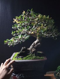 Scopolia nana bonsai tree 