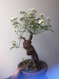 Em Hồng Bonsai rộ hoa...