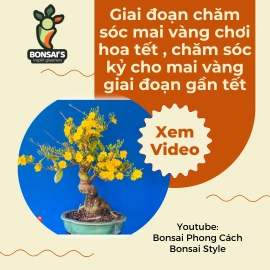 Giai đoạn chăm sóc mai vàng chơi hoa tết