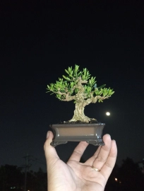 Buxus bonsai tree