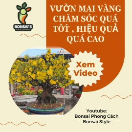 Vườn mai vàng chăm sóc quá tốt , hiệu quả quá cao