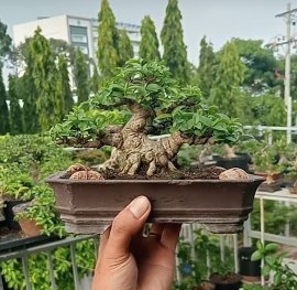 Vietnamese water jasmine mini tree