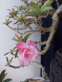 Thai Desert rose