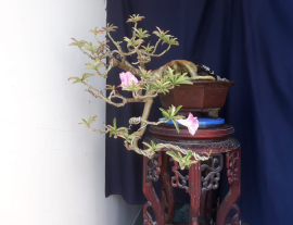 Thai Desert rose