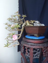 Thai Desert rose