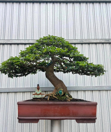 Triphasia trifolia bonsai tree