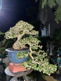 Antidesma acidum bonsai artwork