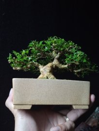 Orange jasmine mini tree