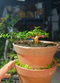 Vietnamese water jasmine super mini tree