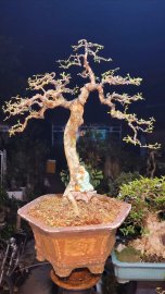 Tamarind tree