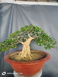 Orange jasmine tree