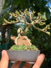 Vietnamese blue bell mini tree overrock