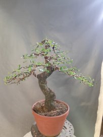 Tamarind mini tree