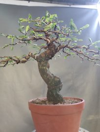 Tamarind mini tree