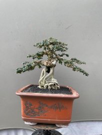Antidesma acidum mountain tree