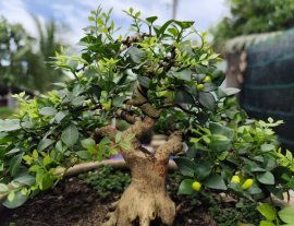 Orange jasmine mini tree