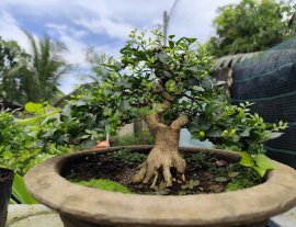 Orange jasmine mini tree