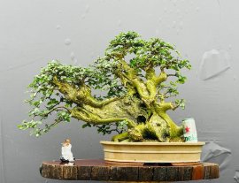 Streblus asper Lour bonsai tree