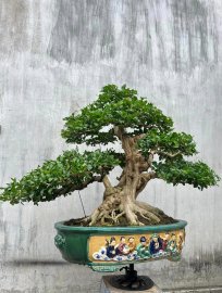 Orange jasmine bonsai tree