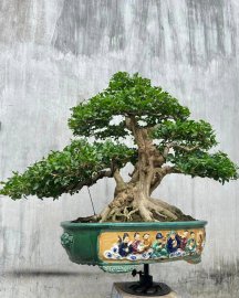 Orange jasmine bonsai tree