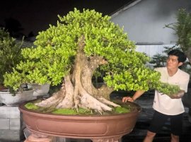 Scopolia nana, mature bonsai tree