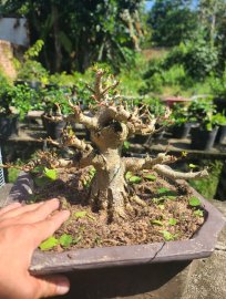 Taiwan waru tree