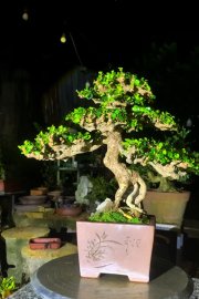 Antidesma acidum tree at night