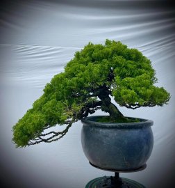 Shimpaku Japanese bonsai tree