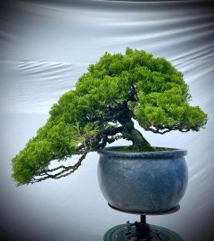 Shimpaku Japanese bonsai tree