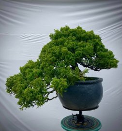 Shimpaku Japanese bonsai tree