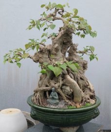 Bodhi mature tree