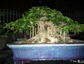 Cây sanh Bonsai