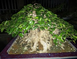 Cây sanh Bonsai